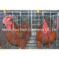 Hot Sale Galvanization Breeder Cage de poulet (type A)